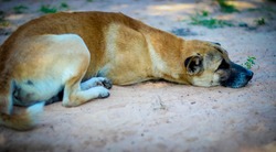 Red dog lying with sadness and despair, dog, sad
