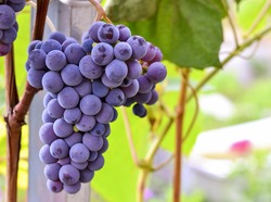 Grape seeds surrounded by a garden stroll and eat very healthy. Grapes closeup. Grape vines with black grapes. Autumn grape leaves background.