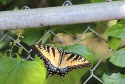 A Tiger Swallowtail Butterfly resting on ivy wrapped in a chain link fence in a Texas back yard. 