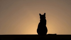 A close-up of a cat silhouette 