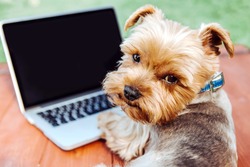 Portrait of a Yorkshire Terrier dog in front of a laptop outdoor on a meadow
