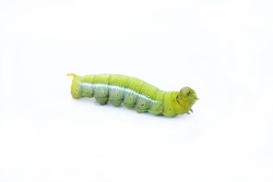 The green worm on white background ,The green caterpillars, Caterpillars eat the green leaves before they pupate and become moths.