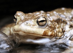 common toad resting in the stream of a river water close up
