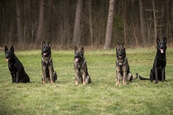 Five working line German shepherds sitting in line