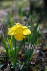 Daffodil Dutch Master Yellow – also known as King Alfred Improved Daffodil – is a must in any spring bulb garden. Large flower of clear shining yellow as spring background. Vertical image.