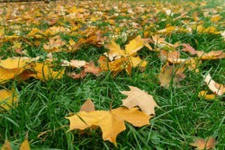 Autumn Green grass Yellow leaves