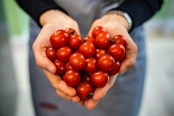 Farmer female hands in apron holding heap fresh ripe red cherry tomatoes in heart shape closeup. Woman grocery vendor arms carrying raw eco friendly vegetables nature love ecology environment