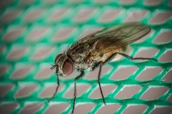 Housefly on a fly net