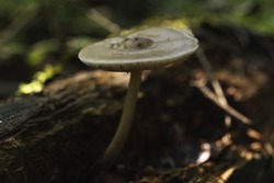 A poisonous mushroom commonly known as a pale toadstool. Poisonous mushroom growing in the forest. Death cap. 