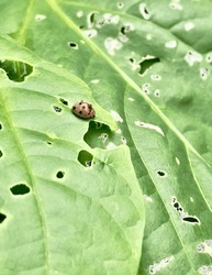Bean beetle bite in bean leaves , caterpillar attack on bean leaves , Mexican bean beetle bite