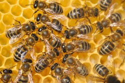 Honey Bee on honeycomb. Close-up of bees on honeycomb in apiary in the summer.