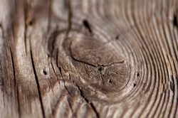Wooden knot photographed in macro.