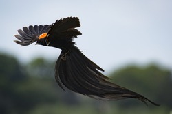 Long-tailed Widow-bird