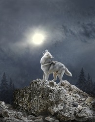 A wolf howls to the moon