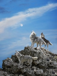 Wolves howling on the rock