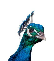 Suspicious peacock on white background