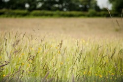 Green hay meadow in summer with shallow depth of field.