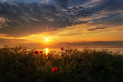 Seascape with poppies / Magnificent sunrise view with beautiful poppies on the beach near Burgas, Bulgaria