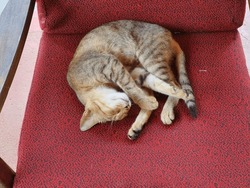 Cats sleep calm and relax on a red colour cushioned arm chair. Tiger print kitty on his cat nap.