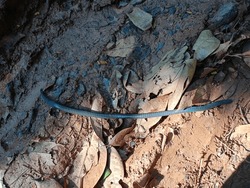 earthworms that are on the surface of fertile soil, obtained from undisturbed forest soil