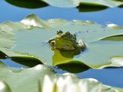Marsh frog sits on a green leaf among waterlilies in the pond