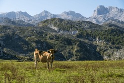 A moment of serenity captured as a cow grazes undisturbed in the vastness, with towering mountains standing sentinel in the distance