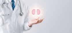 doctor in a white coat holding kidney organ, chronic kidney disease, renal failure, dialysis, Health checkup concept.
