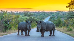 Two Rhinos standing on a road at sunset in Kruger National Park, South Africa