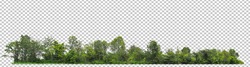 ้high resolution of forest on transparent picture background with clipping path for easy to selection 