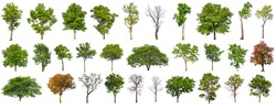 isolated big tree collection isolated on white background