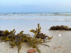 Seaweed, Kelp on beach with shells and sand. Seaweed. Green Seaweed laying on the beach. Kelp and Seaweed washed upon the shore.