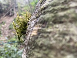 Moss and lichen on a tree trunk. Close up texture of lichen on tree. Lichen on bark of old tree. Selective focus. Lichen is yellow-greenish. Tree trunk on blurred background of green garden. Green yel