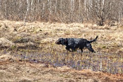  Setter Gordon  hunting on the swamp in spring sunny day