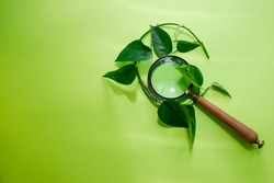 Creative, magnifying glass entwined with green leaves, Searching for nature, space for text, Green background, arrangement of discovering 