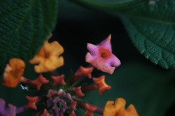 close up picture of lantana flower 