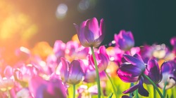 Group of colorful tulip. Purple flower tulip lit by sunlight. Soft selective focus, tulip close up, toning. Bright colorful tulip photo background