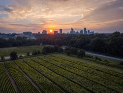 Sunrise Over The Raleigh Sunflower Fields - Drone Photos