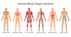 Medical Education Chart of Biology for Human Body Organ System Diagram. Vector illustration