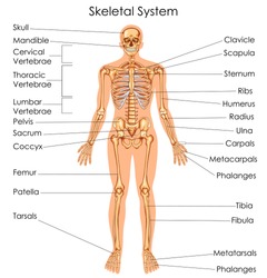 Medical Education Chart of Biology for Skeletal System Diagram. Vector illustration