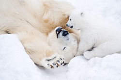 Female polar bear playing with her little cub on the snow