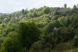 Green natural background with forest and meadow in Stara planina, Bulgaria,