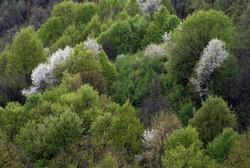 Green natural background with forest and blooming trees in Stara planina, Bulgaria.