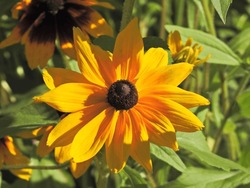 A yellow summerflower in the garden