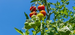 Tomatoes on shrub on blue sky 