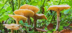 fresh mushrooms in beatuiful nature - Fungi in forest