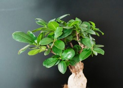 Close up view of a beautiful Bonsai Ficus Ginseng. Feng shui mini tree