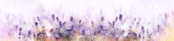 Blooming Lavender flowers field panoramic view for summer background, banner. Soft selective focus.