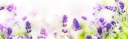 Purple growing Lavender and flying butterfly in spring morning panoramic view.