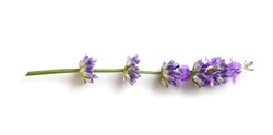 Lavender flower isolated on a white background. Flat lay
