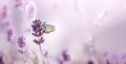 Blossoming Lavender flowers with dew and butterfly in summer morning scenery background . Purple growing Lavender close-up.